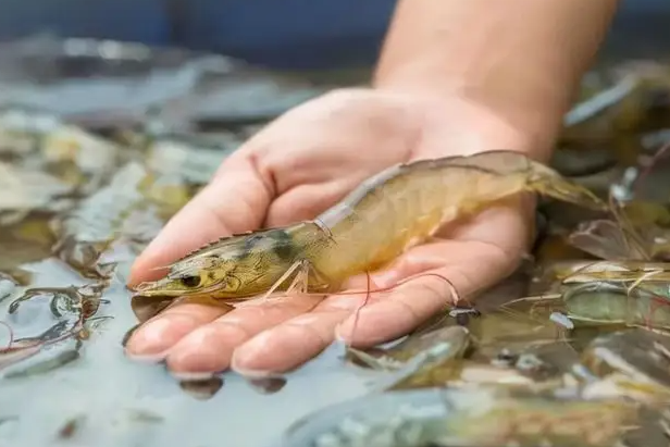 养殖基围虾需要什么条件