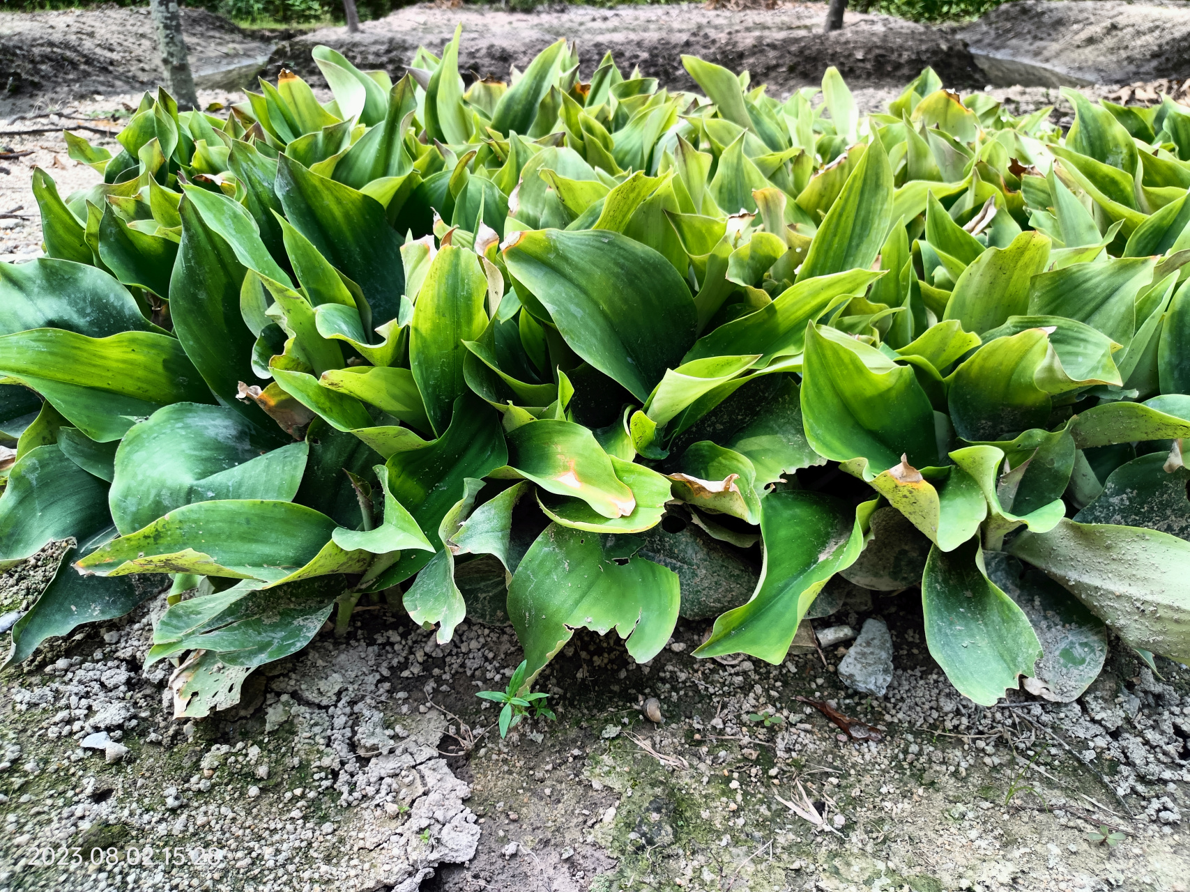 植物,沙姜(山奈)