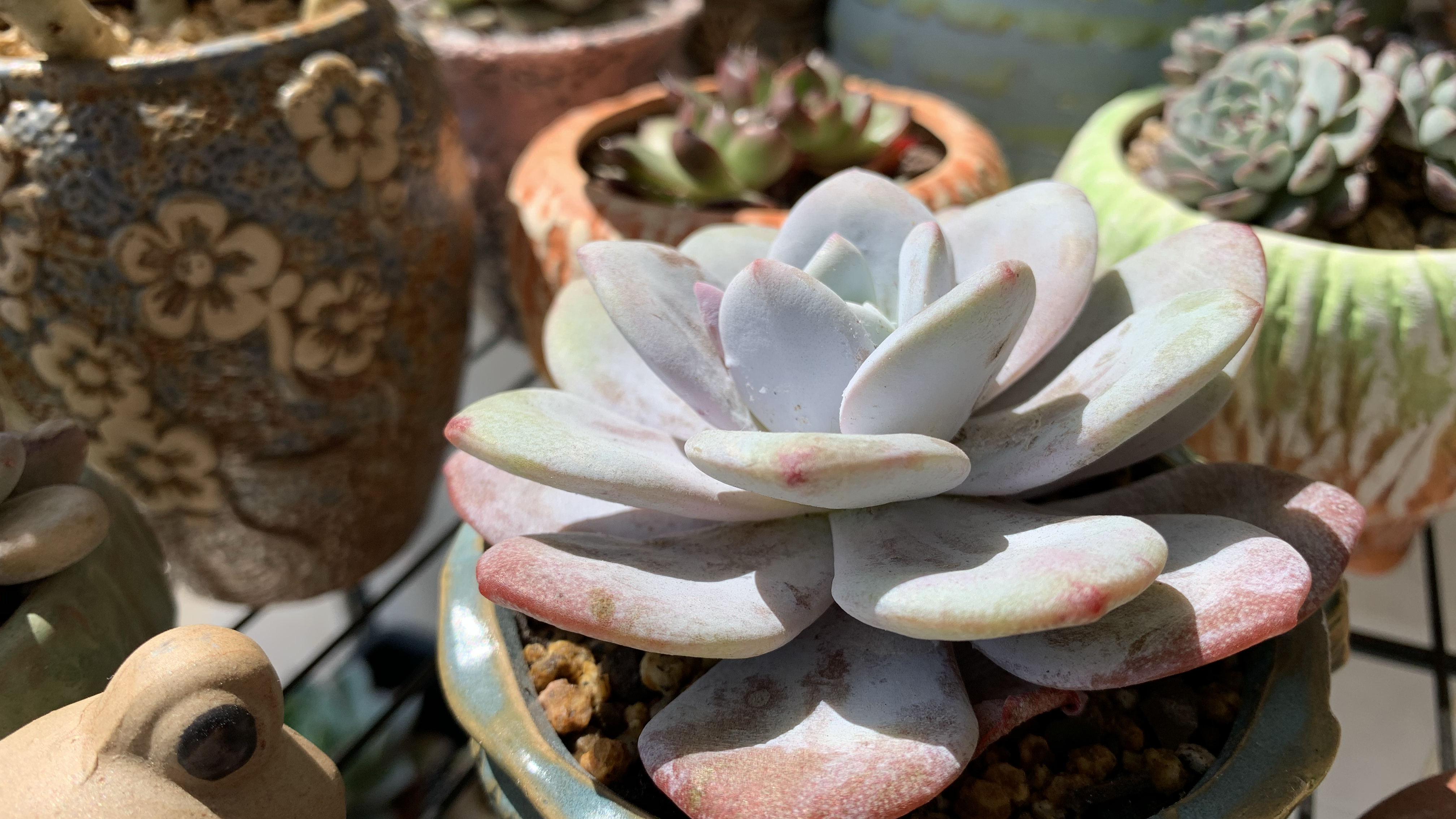 阳光就是最好的滤镜,肉肉们显得格外漂亮!