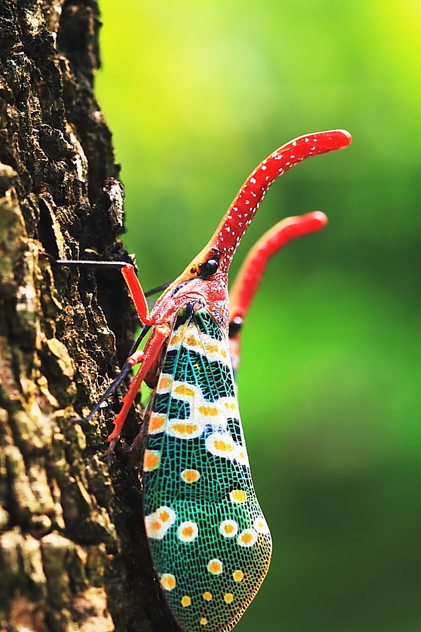 每天认识一种昆虫——龙眼蜡蝉 龙眼蜡蝉体长2~2.