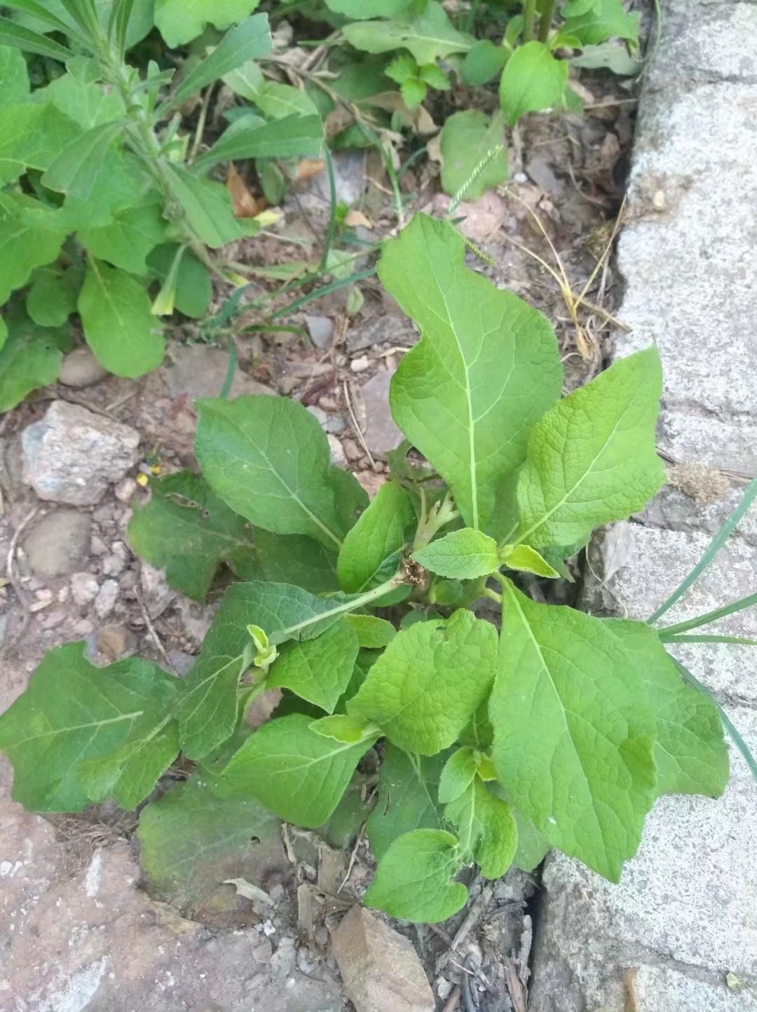 天名精,又称野烟叶,多年生草本植物