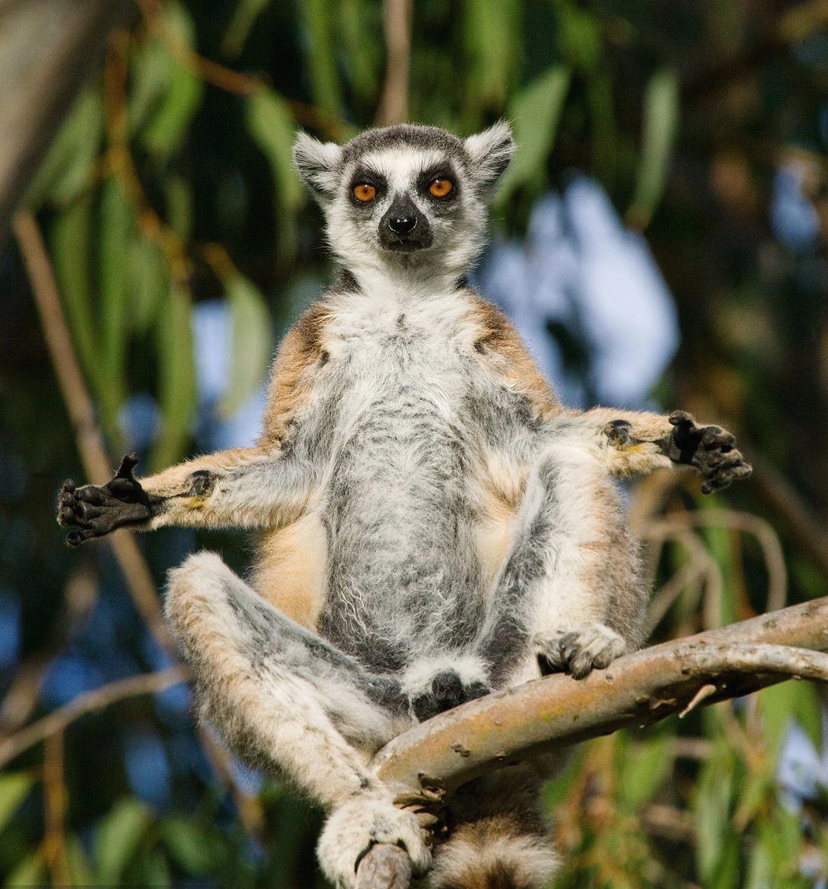 环尾猴这坐姿,这神态,简直太逗了,宛若一个大仙.#趣图搞笑