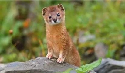 铁铁讲故事 黄大仙儿——黄鼠狼