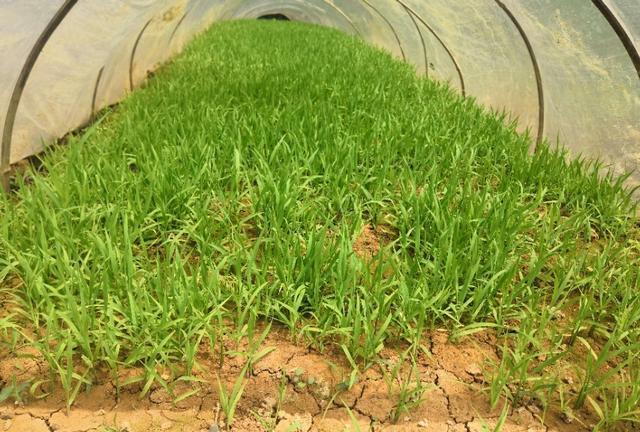 图片6:苗床期健壮生长的水稻秧苗