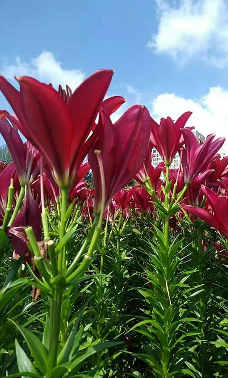 公园里盛开着一大片紫红色的百合花,非常耀眼