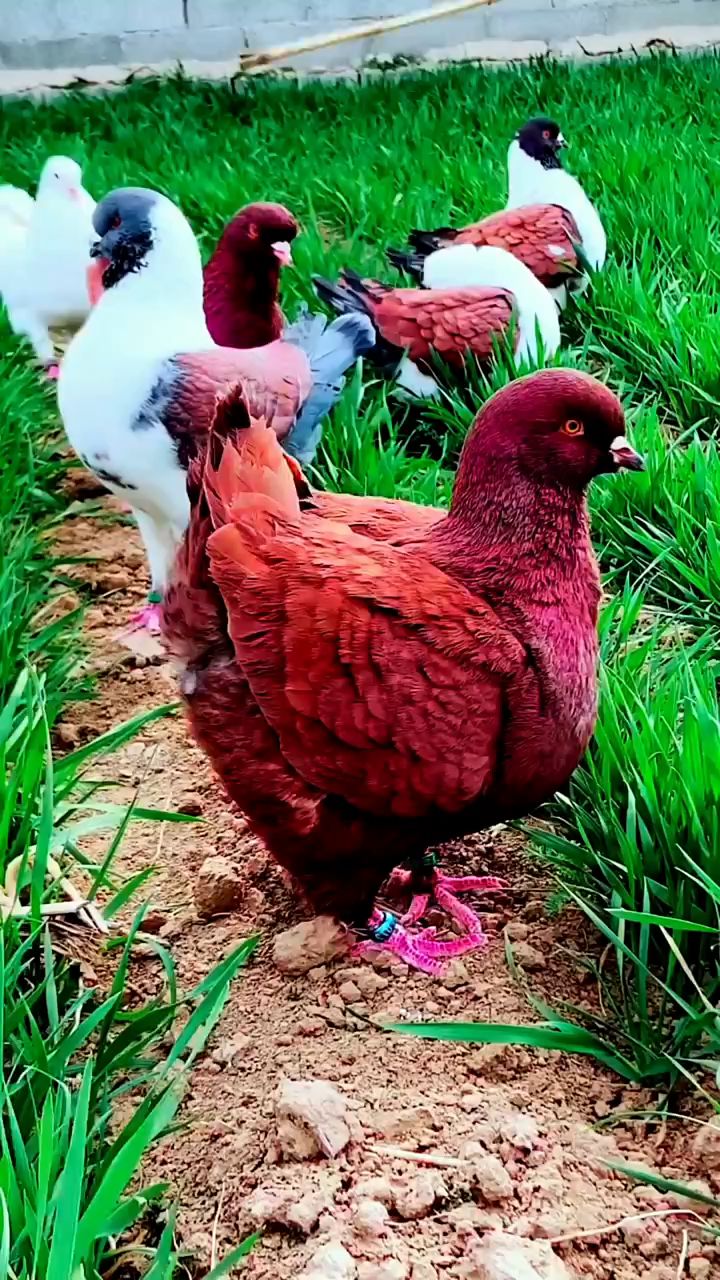 赶都飞不起来的元宝鸽,喂玉米小麦就可以繁殖下蛋