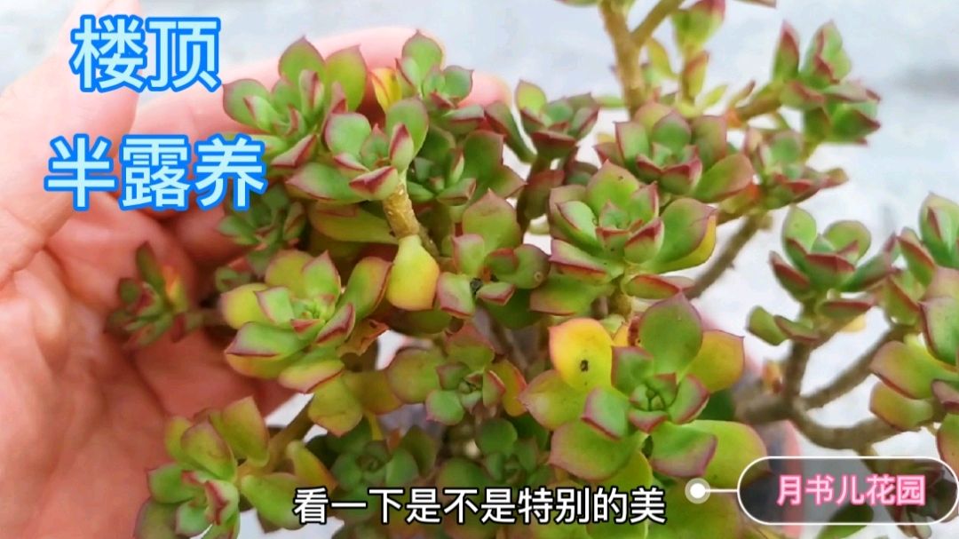 夏天38度高温多肉状态怎么样?看看在楼顶半露养的多肉,有惊喜吗