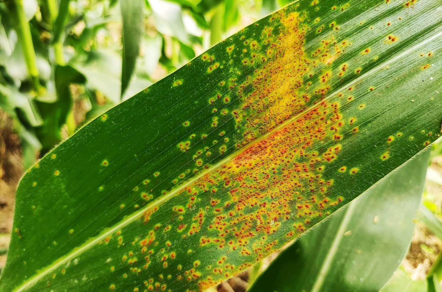 小麦,大蒜,玉米锈病的克星,24小时锈粉脱落,效果远超戊唑醇