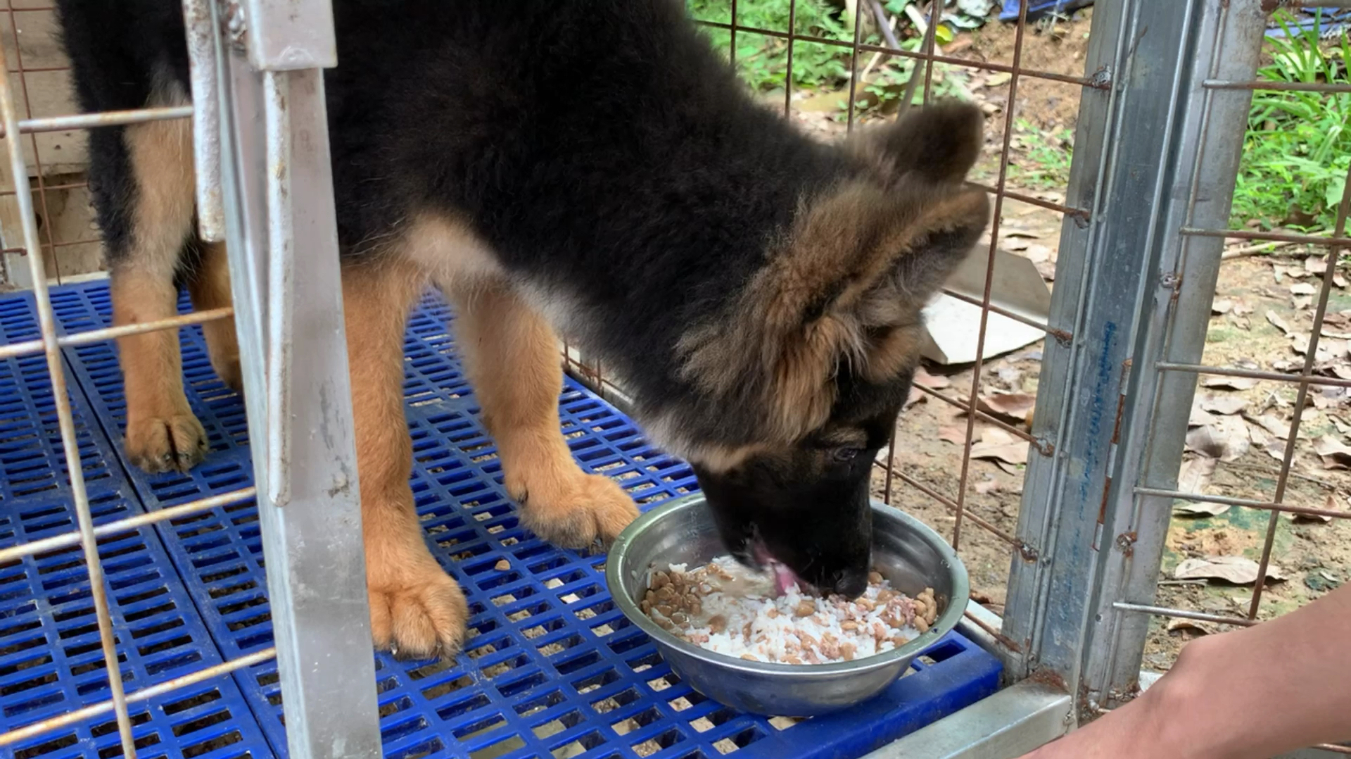 小伙给德牧幼犬换口味,鸡肉泥拌狗粮白米饭,营养丰富狗狗很爱吃
