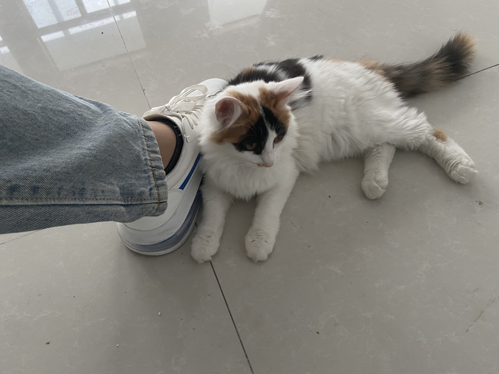 可怜单身喵找铲屎官寻求安慰,结果没啥用 #潮级玩家#  起司做为我家