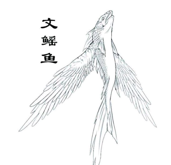 《山海经》中像鱼又像鸟的文鳐鱼真实存在吗?飞鱼完全符合其特征