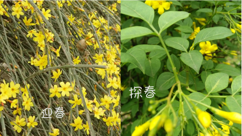 迎春花与探春花的区别