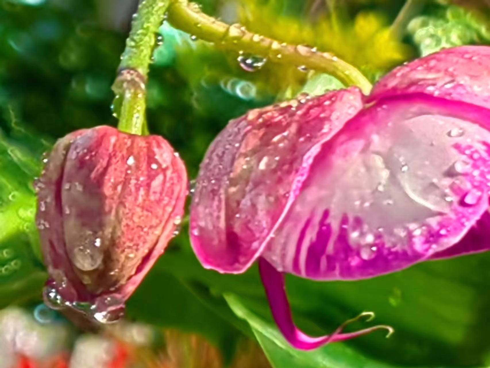 胡立强摄影 冬季花