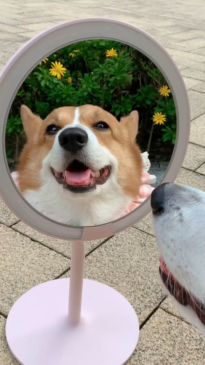 小狗照镜子表情包图片