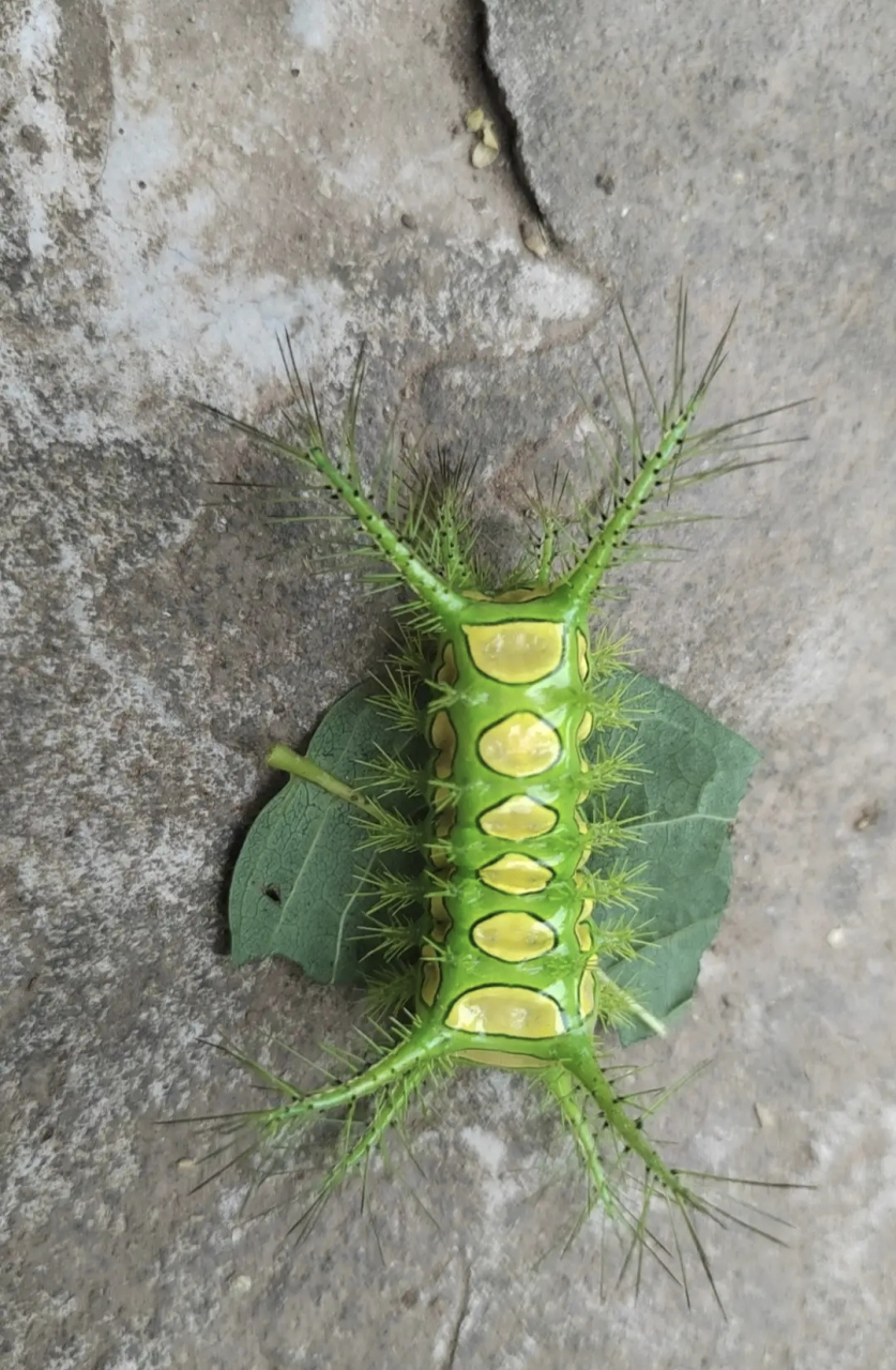 这虫91你敢用手去摸吗?摸一下非常的痛,它叫作"八角丁"!