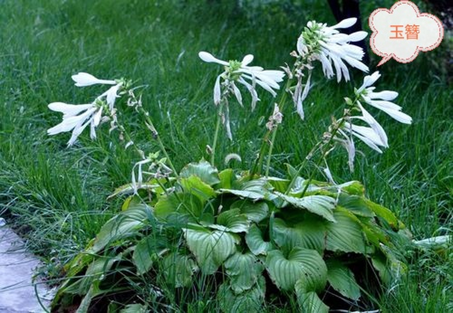 邂逅奇花异草:依次为野亚麻,图二未知,紫花山莴苣,婆婆指甲菜,蓟,玉簪