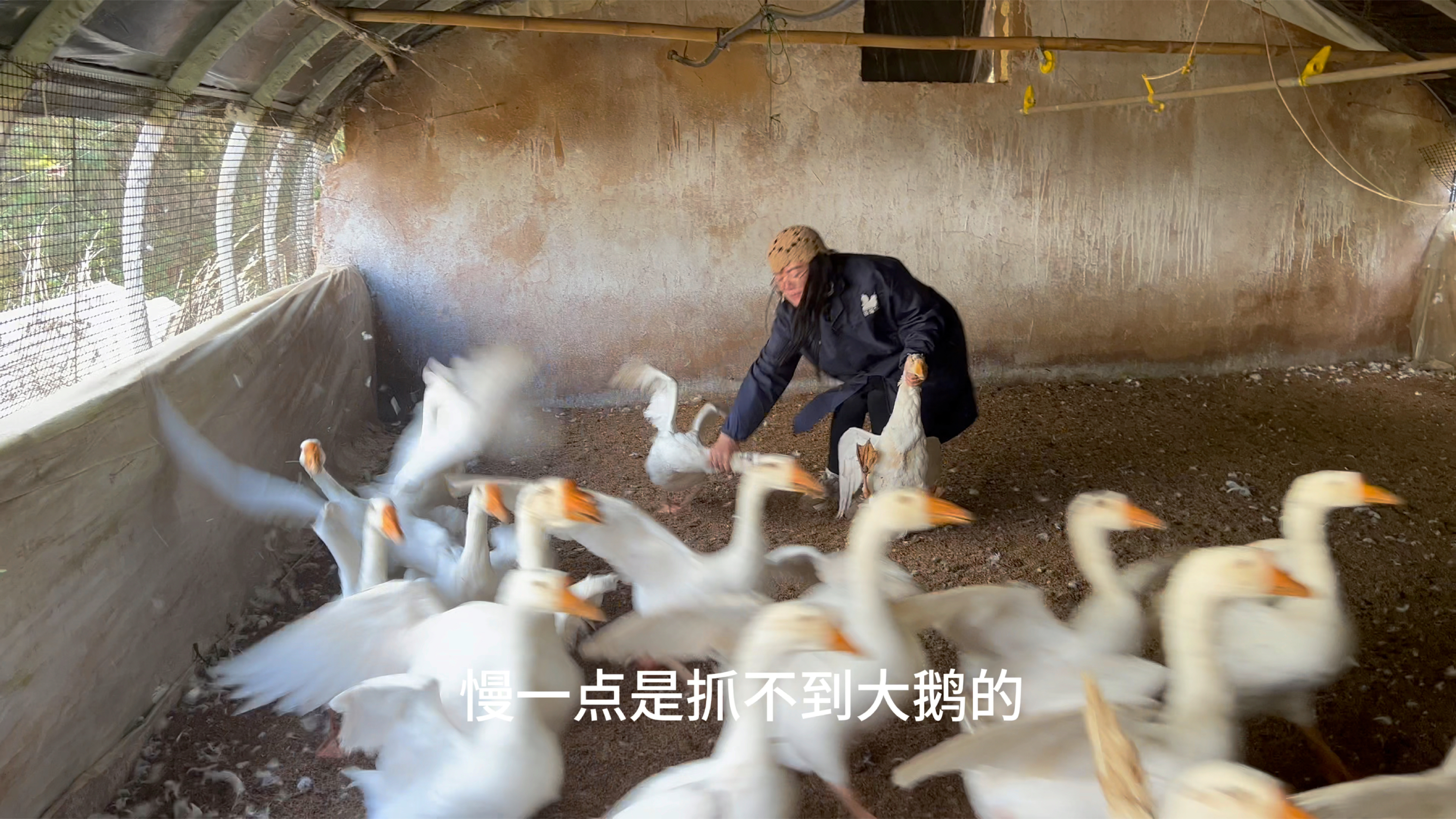 给云南朋友做一道,东北铁锅炖大鹅嘎嘎好吃