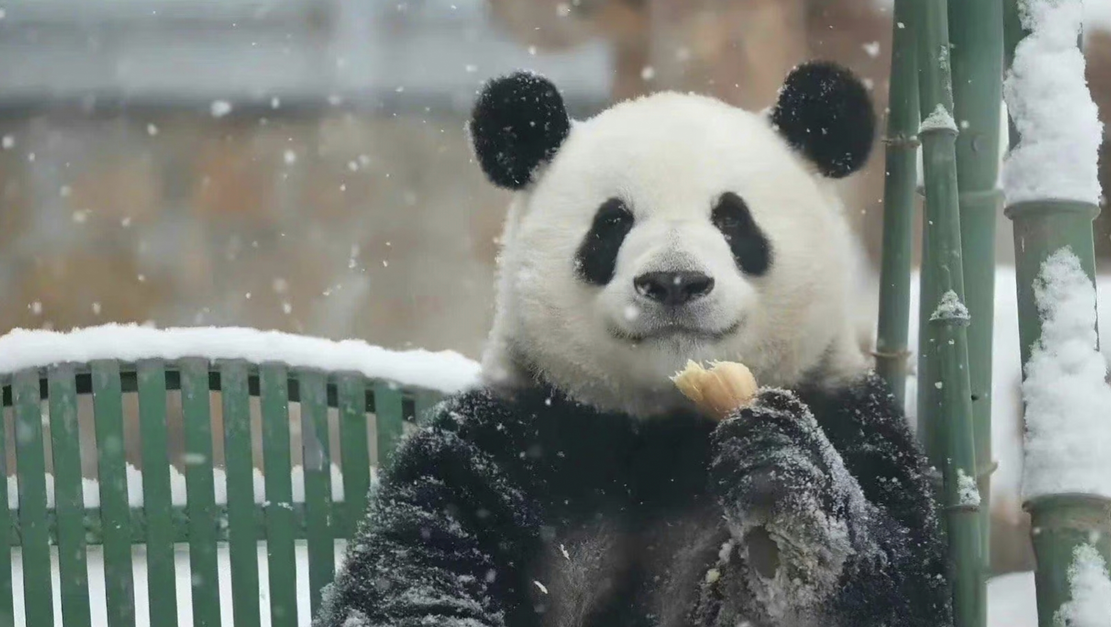 大熊猫萌兰# 西直门三太子真的是拥有逻辑思维的高智商小熊精,苹苟