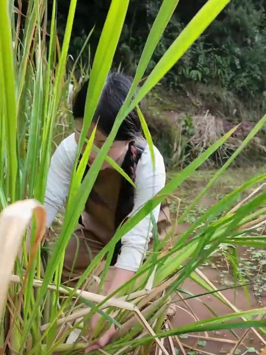 野菜种植视频教程(野菜种植视频教程下载)