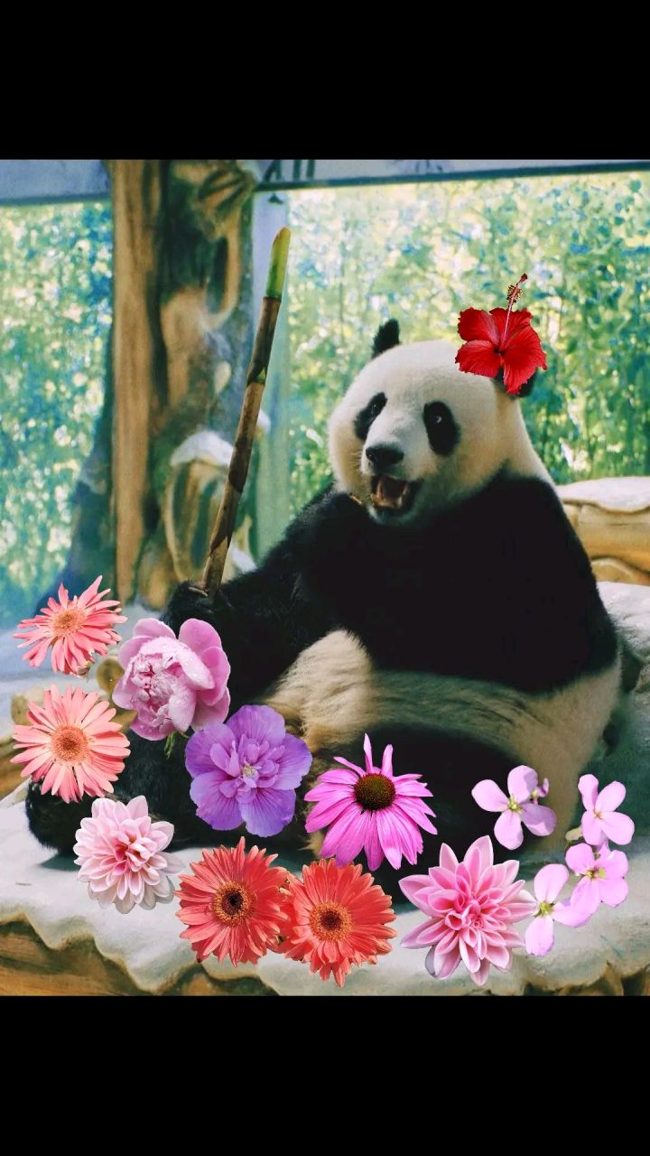 福娃和凤仪都是2008年奥运会8只奥  运熊猫中的成员.