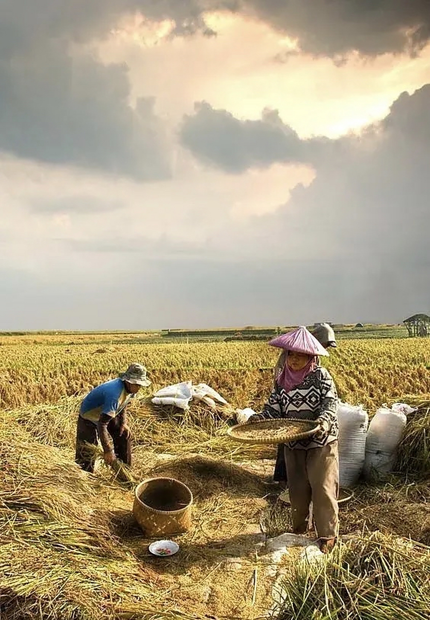没粮食吃的时候,叫农民爷爷  刚有粮食吃的时候,叫农民伯伯  粮食够