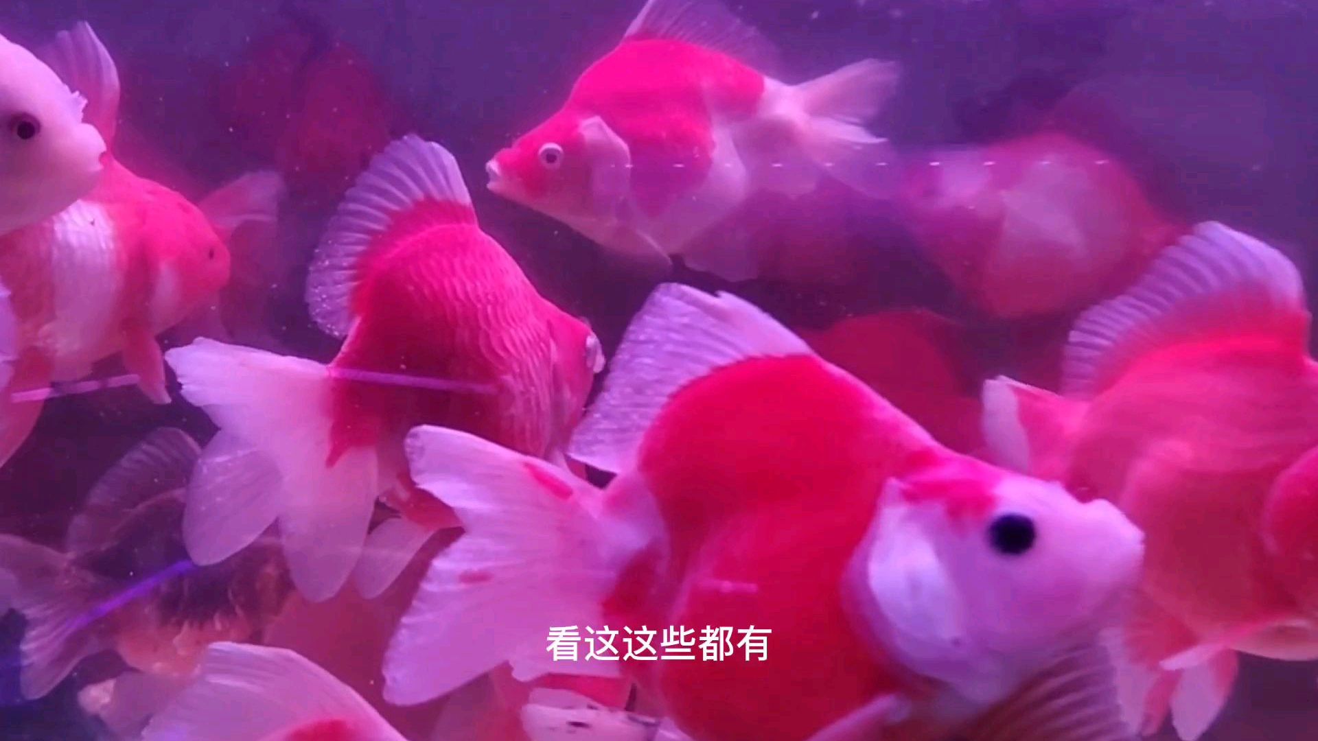 水为什么会冒白烟?观赏鱼的细小白点