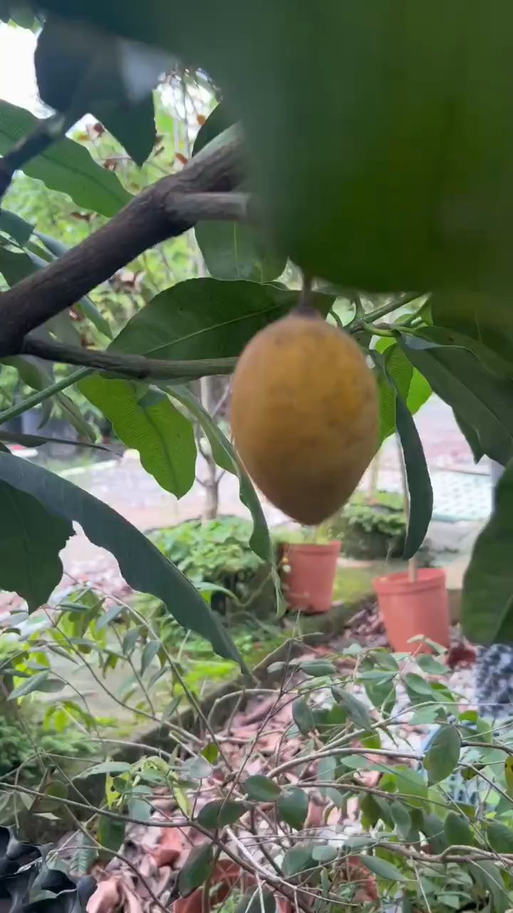 墨西哥山竹,水果新贵