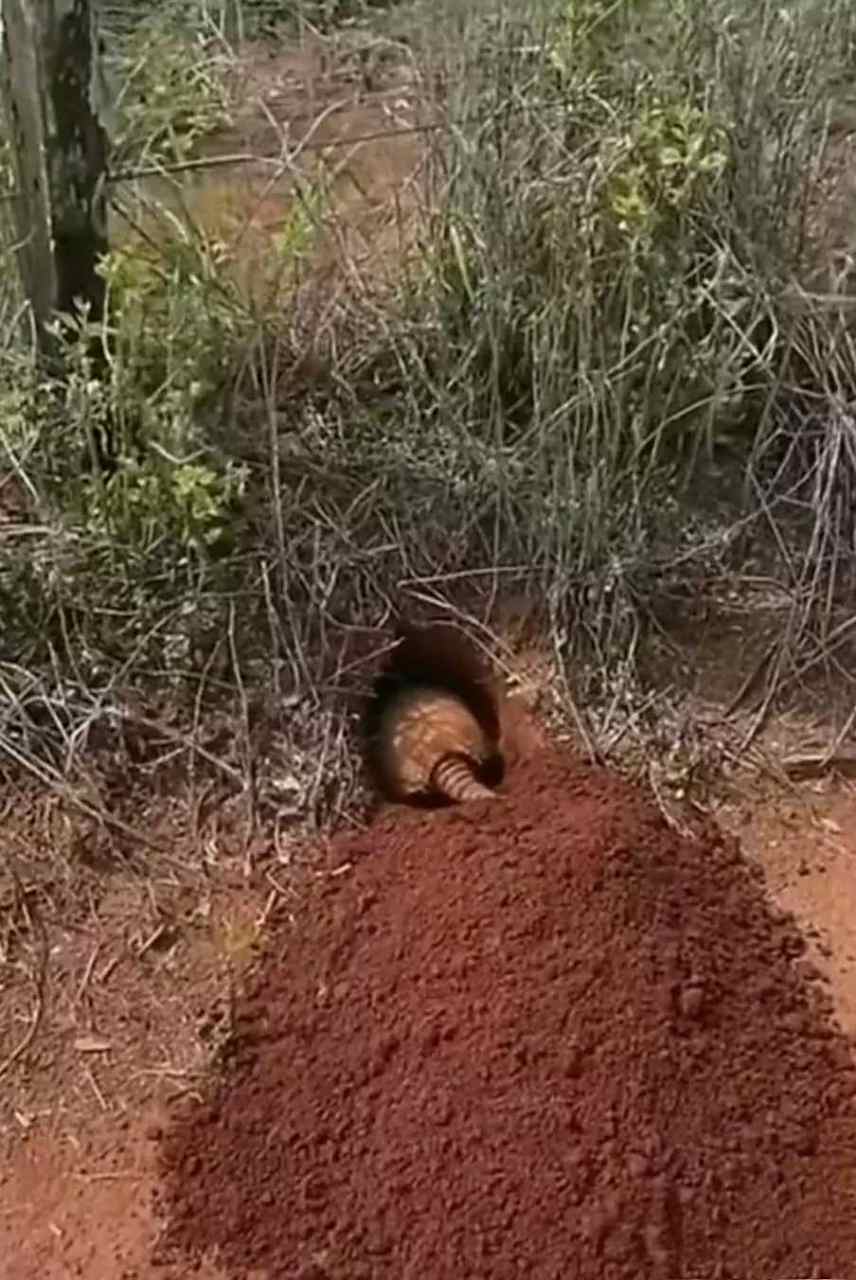 好大的老鼠,据说山上老鼠很好吃,有吃过的吗?