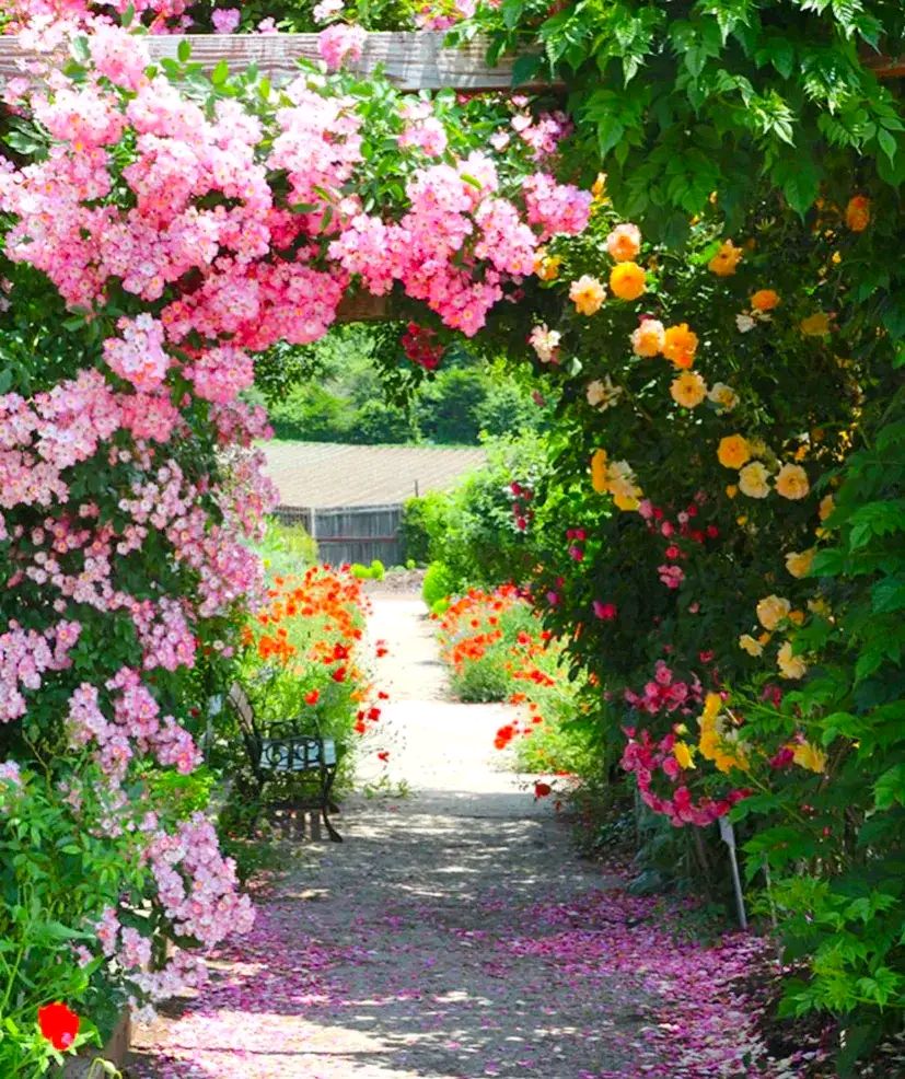 田园风格花园,梦想小院不问凡尘琐事