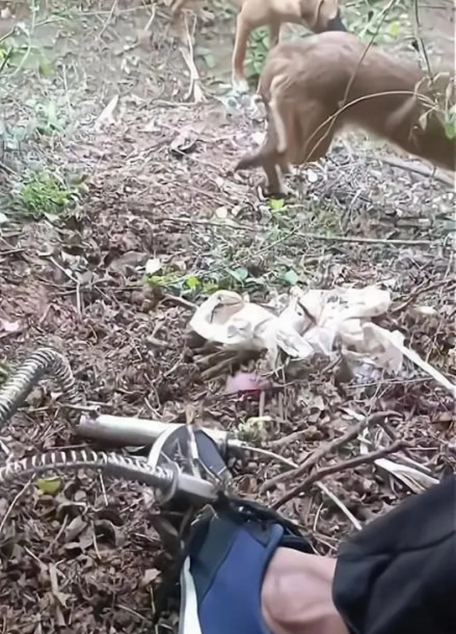 野猪没夹到,把自己给夹了