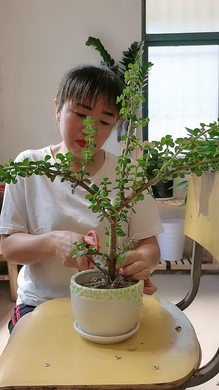 金枝玉叶盆景造型