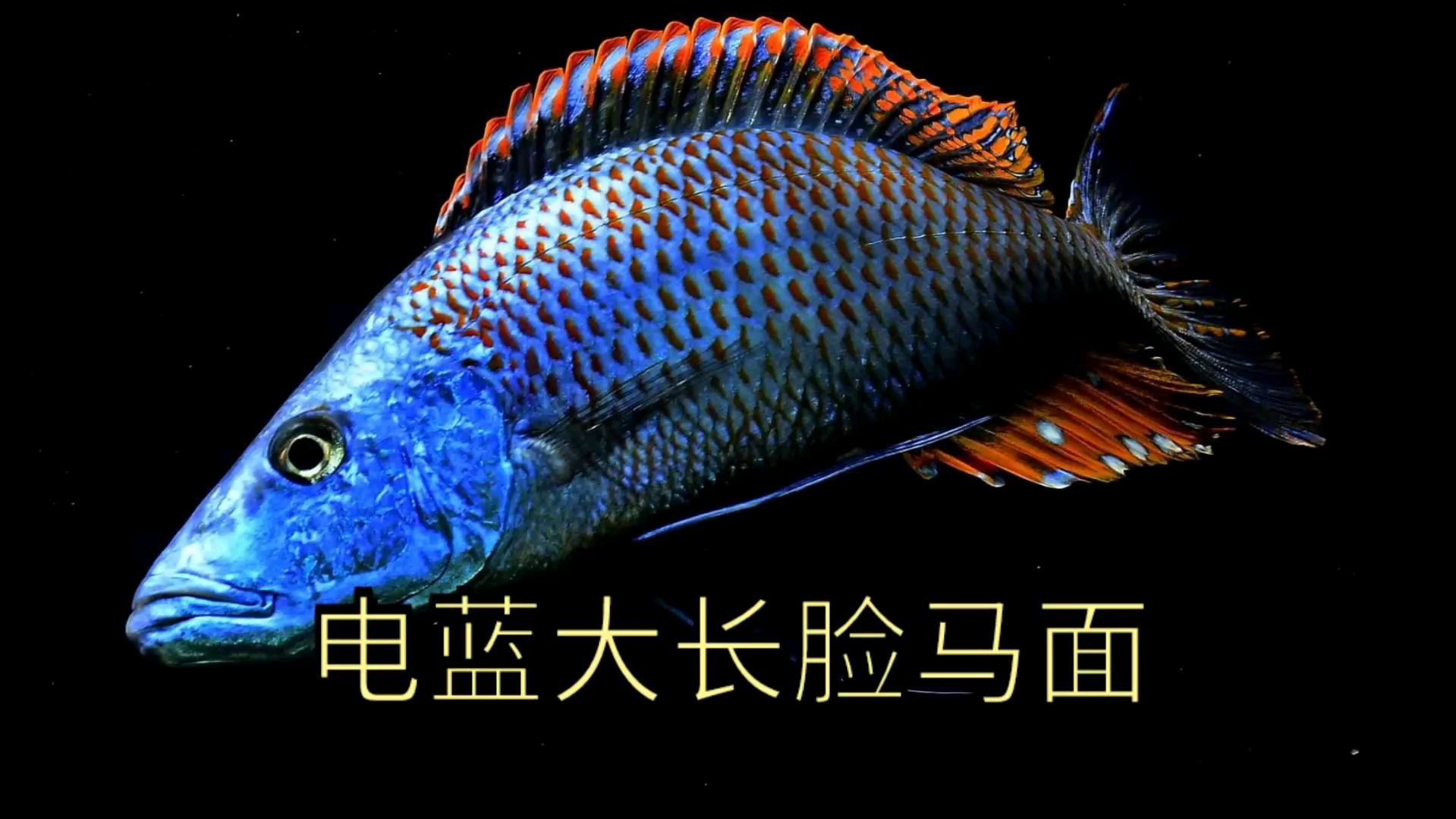 性格倔强长相奇特,马湖马面慈鲷