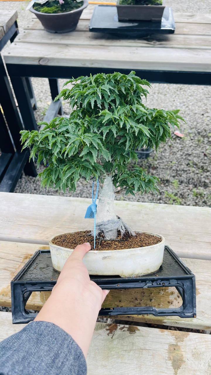 一万多块钱买的狮子头枫树盆景,值吗[嘻嘻]