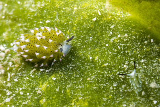 组图:长相酷似绵羊的奇特海洋生物——叶羊