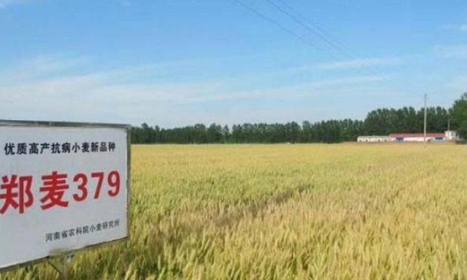 郑麦379小麦品种介绍