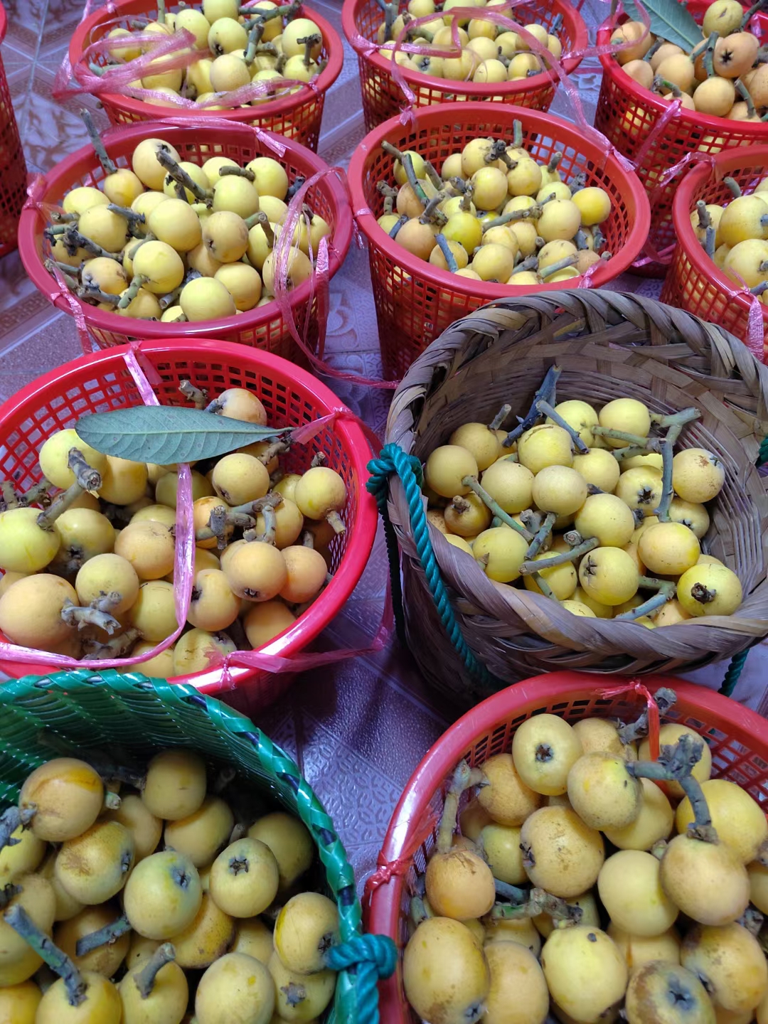 苏州西山岛青种枇杷火热采摘中