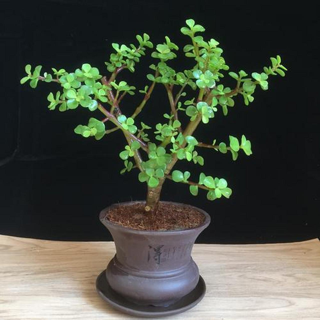 金枝玉叶是一种多肉植物,因其叶片肉质感强,一片片配上一朵朵小花