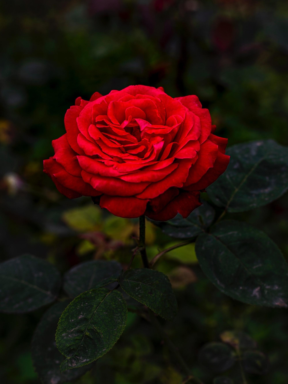 分享图片:风中的玫瑰,要的就是这个味!