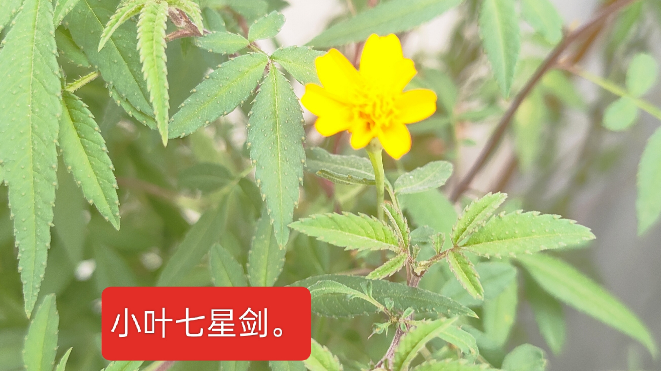 小叶七星剑是药食两用.