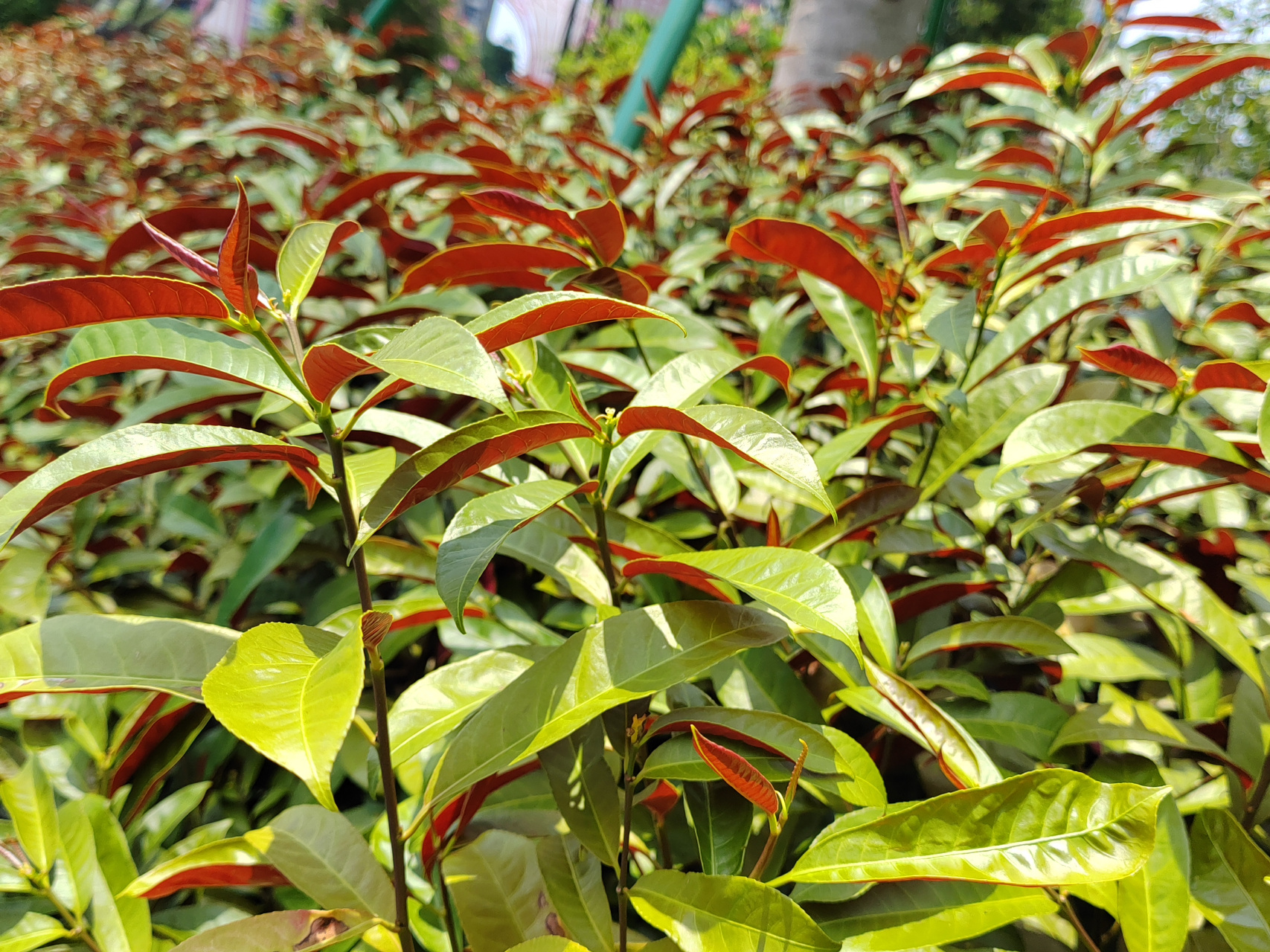 公园里的观赏植物:红背桂花,别名青紫木 红背桂花是一种实用价值较高