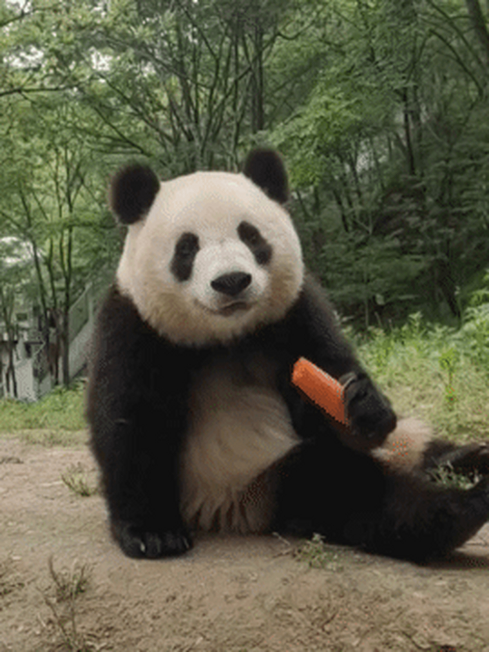 咱就是说,小馨真的可爱到爆炸,沉浸式吃胡