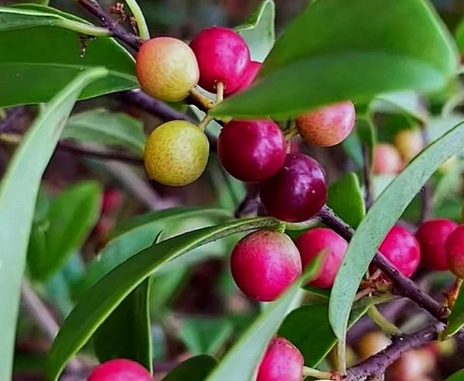 中国可食用植物大全图片