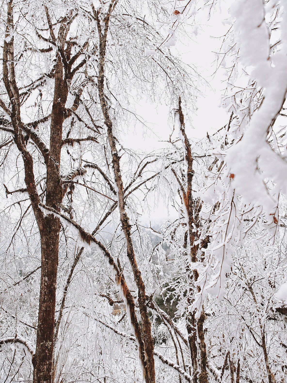 成都周边看雪14个赏雪宝地 亲子出游小众雾凇云海温泉的地方