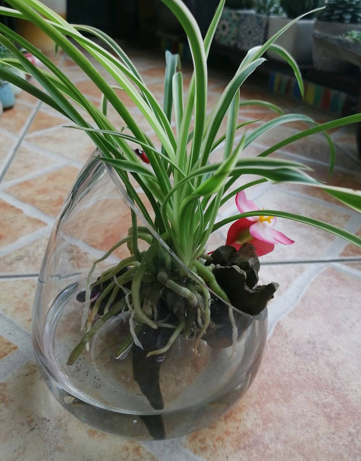 水培赏根金边吊兰小品