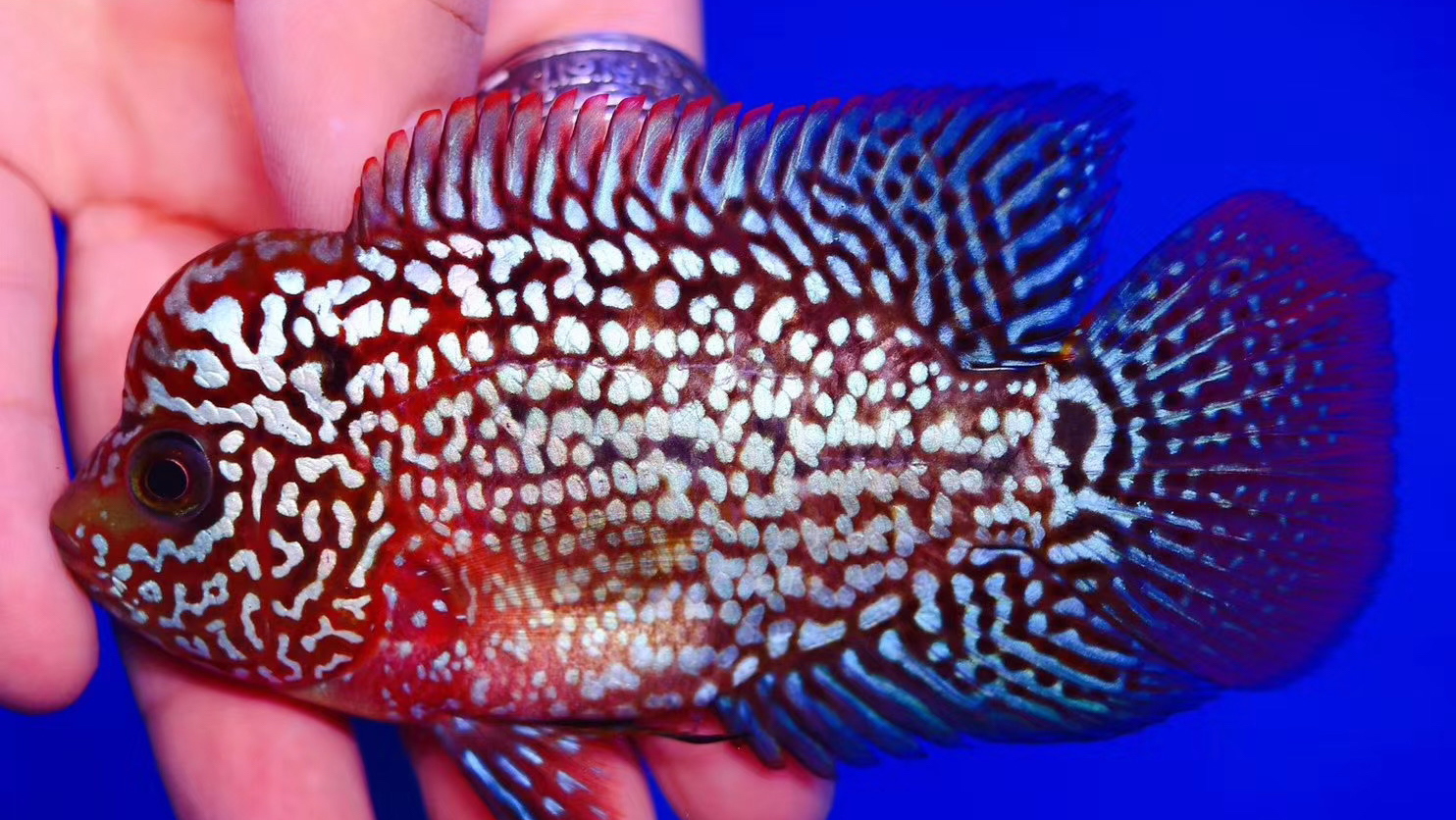 金花火凤罗汉鱼公