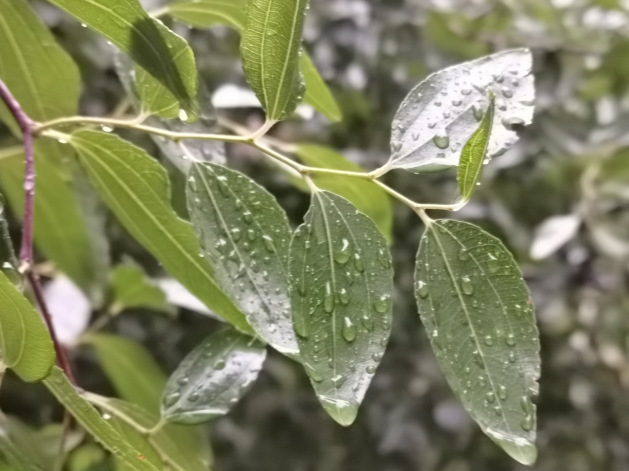 下雨了,被雨打湿的叶子
