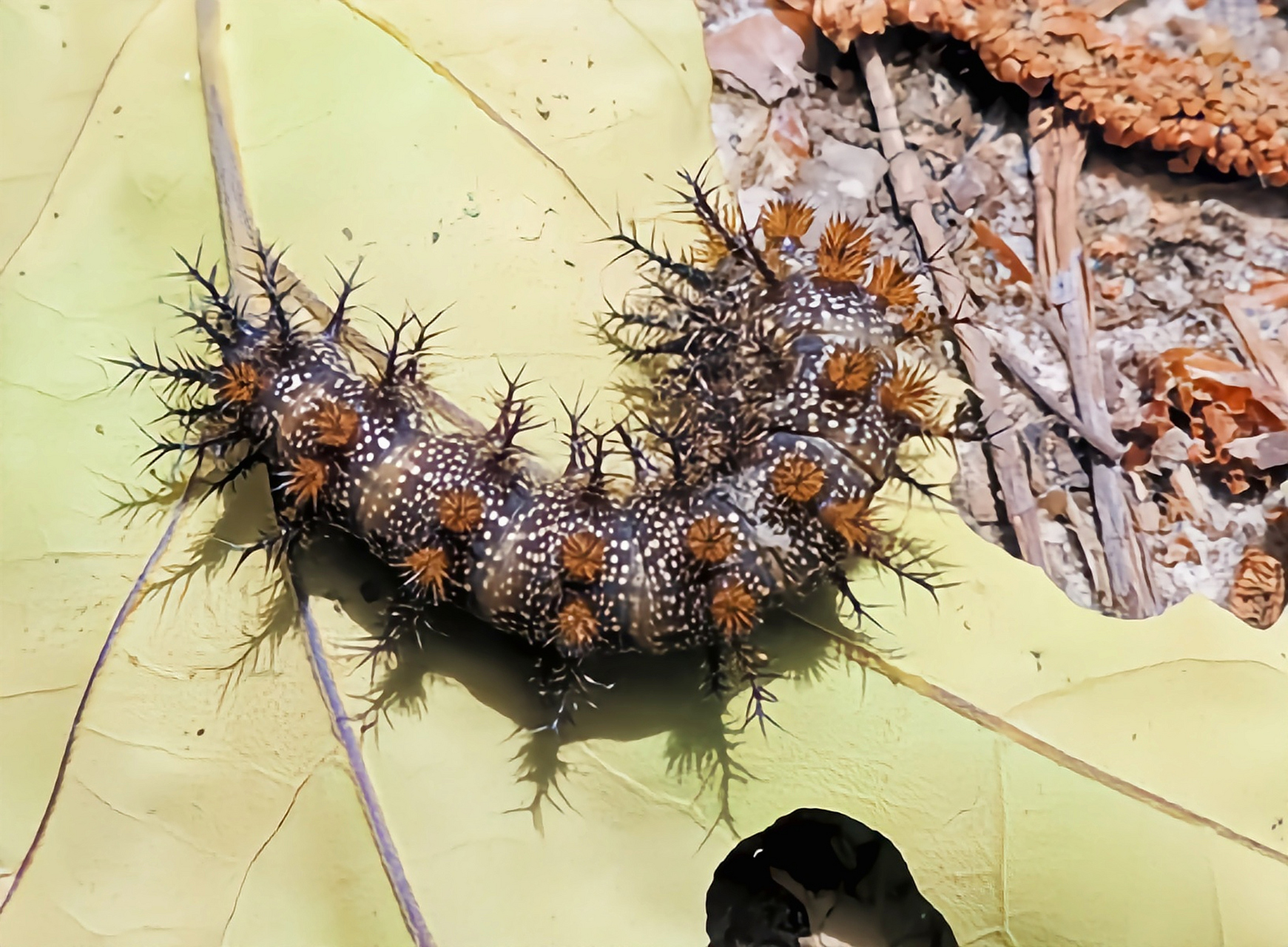 每天认识一种昆虫——鹿纹天蚕蛾 鹿纹天蚕蛾别名东方巴克蛾,是鳞翅目