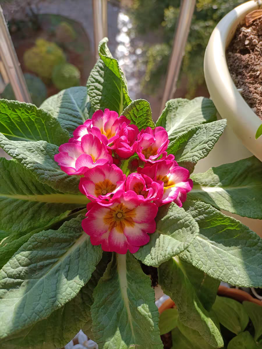 冬天在阳台适合养这九种花,花开整个冬季,还漂亮!