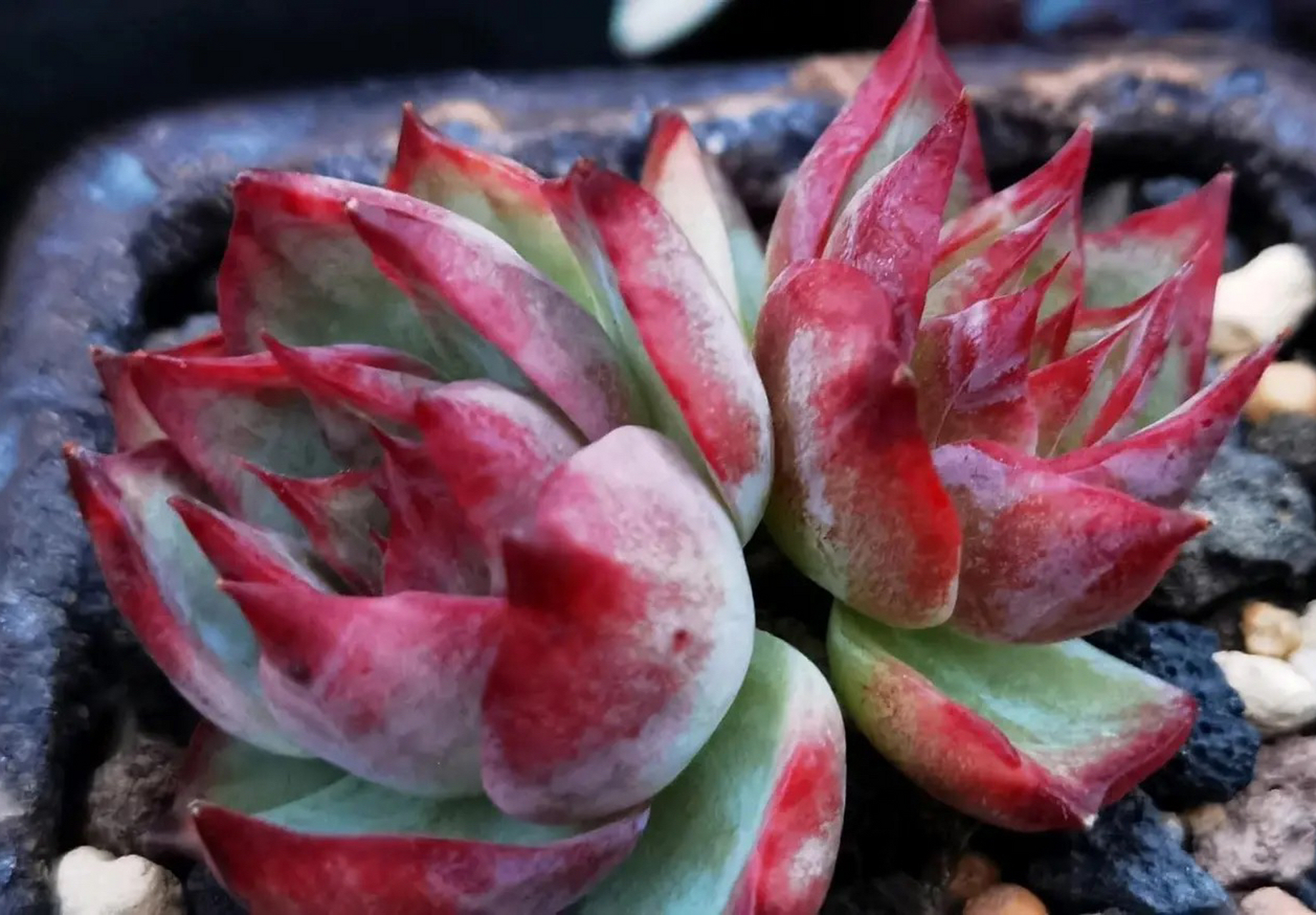 好可惜,花友的惊鸿仙子,原本很漂亮,入夏没几天就因为炭疽病要收空盆