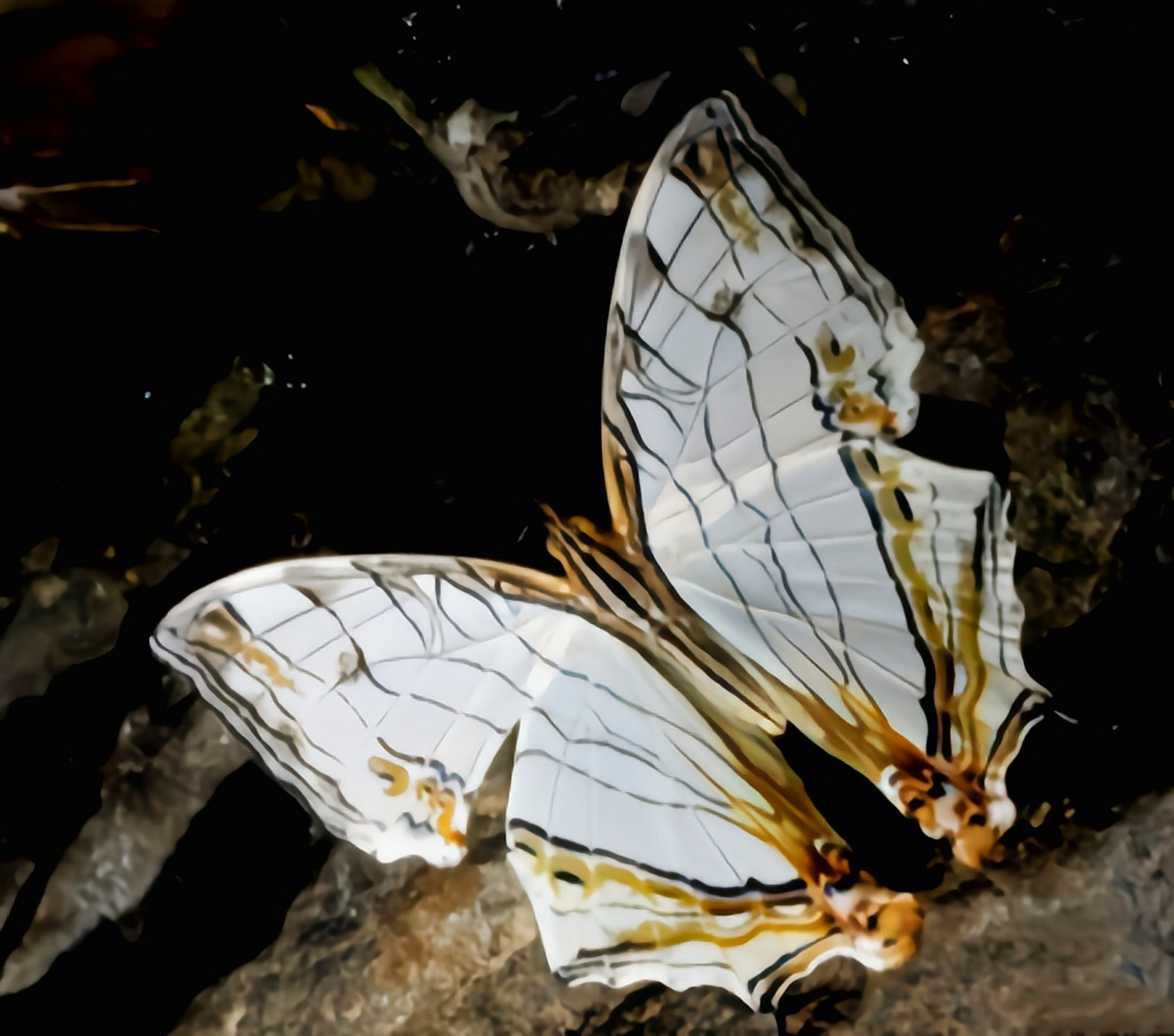 每天认识一种昆虫——丝纹蛱蝶 丝纹蛱蝶别名网丝蛱蝶,是鳞翅目,蛱蝶